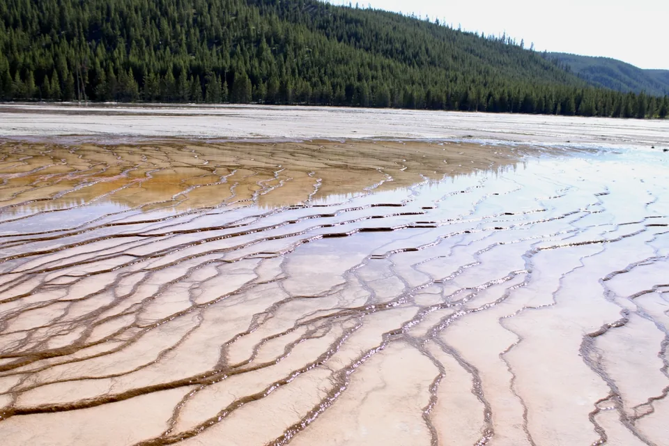 Delicate mineral channels making lines across pale ground